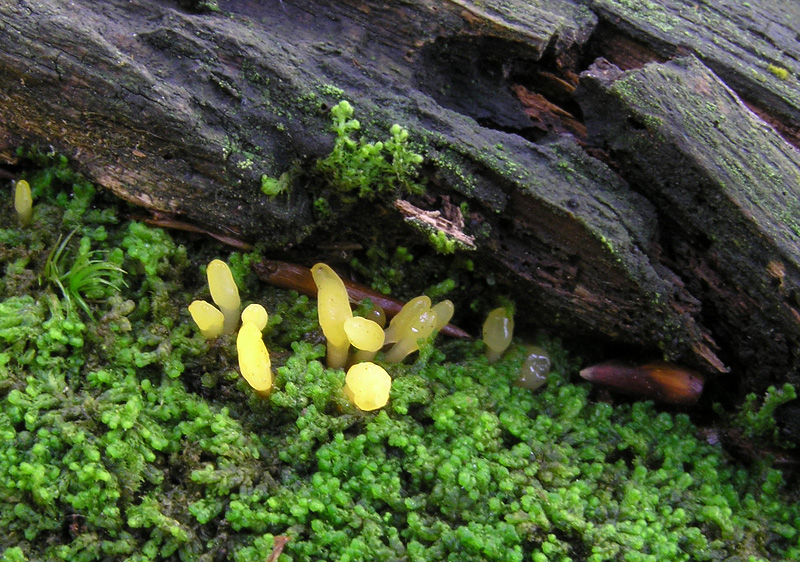 Calocera glossoides